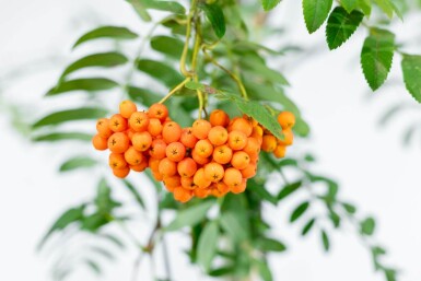 Sorbus aucuparia var. edulis haute-tige