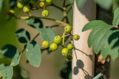 Sorbus aucuparia var. edulis haute-tige