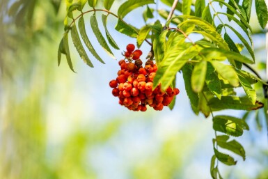 Sorbus aucuparia var. edulis haute-tige