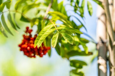Sorbus aucuparia var. edulis haute-tige