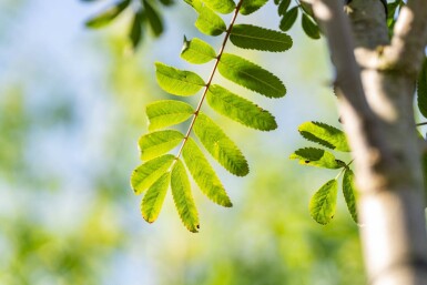 Sorbus aucuparia var. edulis haute-tige
