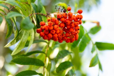 Sorbus aucuparia var. edulis haute-tige