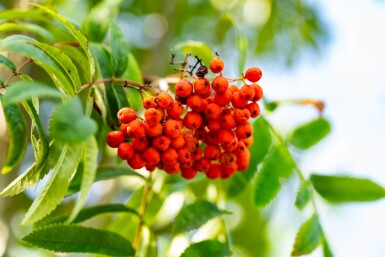 Sorbus aucuparia var. edulis haute-tige