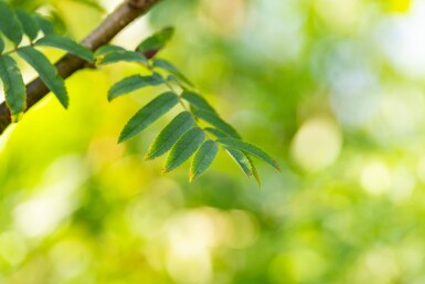 Sorbus aucuparia var. edulis haute-tige