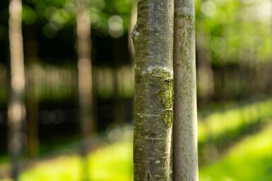 Sorbus aucuparia 'Fastigiata' haute-tige 10/12