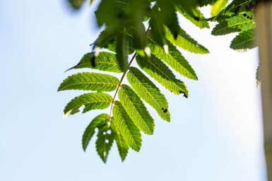 Sorbus aucuparia 'Fastigiata' haute-tige 10/12