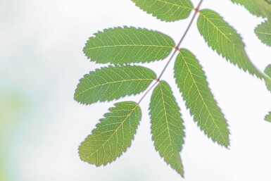 Sorbus aucuparia 'Fastigiata' haute-tige 10/12