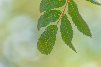 Sorbus aucuparia 'Fastigiata' haute-tige 10/12
