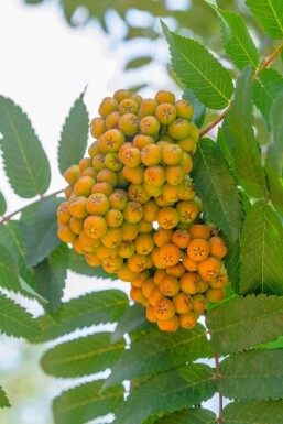 Sorbus aucuparia 'Fastigiata' haute-tige 10/12