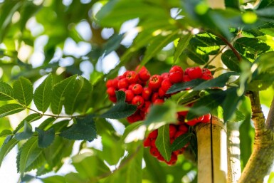 Sorbus aucuparia 'Fastigiata' haute-tige 10/12