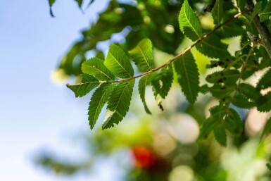 Sorbus aucuparia 'Fastigiata' haute-tige 10/12