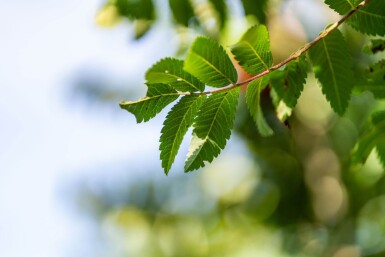Sorbus aucuparia 'Fastigiata' haute-tige 10/12