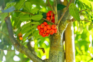 Sorbus aucuparia 'Fastigiata' haute-tige 10/12