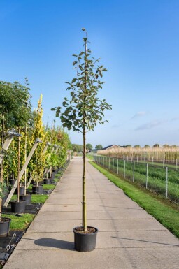 Sorbus intermedia haute-tige 10/12