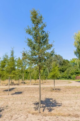 Sorbus intermedia haute-tige 10/12