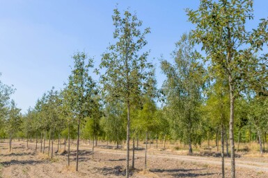 Sorbus intermedia haute-tige 10/12
