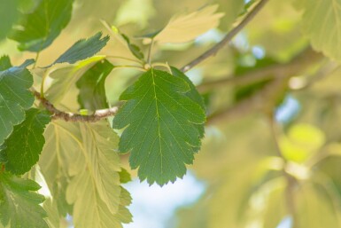 Sorbus intermedia haute-tige 10/12