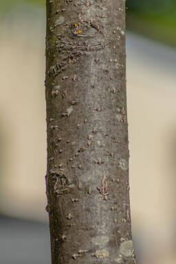 Sorbus intermedia haute-tige 10/12