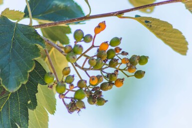 Sorbus intermedia haute-tige 10/12