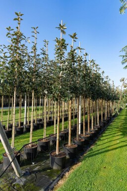 Sorbus intermedia haute-tige 10/12