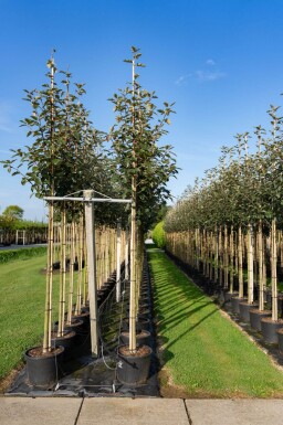 Sorbus intermedia haute-tige 10/12