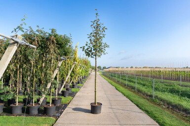 Sorbus intermedia haute-tige 10/12