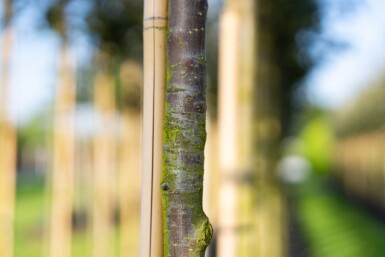 Sorbus intermedia haute-tige 10/12