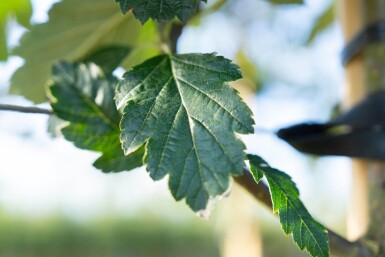 Sorbus intermedia haute-tige 10/12