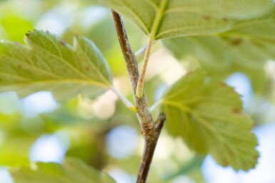 Sorbus intermedia haute-tige 10/12
