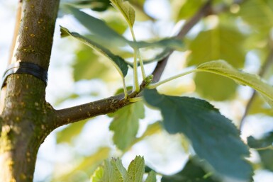 Sorbus intermedia haute-tige 10/12