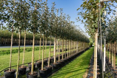 Sorbus intermedia haute-tige 10/12