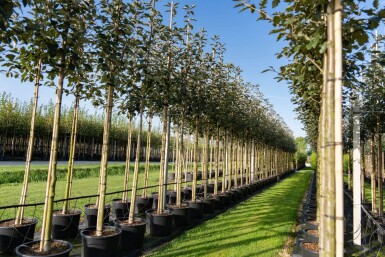 Sorbus intermedia haute-tige 10/12