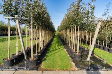 Sorbus intermedia haute-tige 10/12