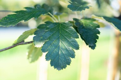Sorbus intermedia haute-tige 10/12