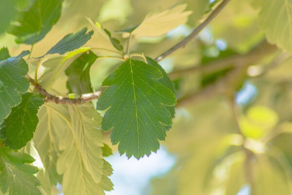 Sorbus intermedia cépée