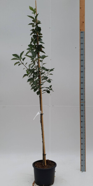 Sorbus intermedia 'Brouwers' haute-tige 12/14