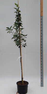 Sorbus intermedia 'Brouwers' haute-tige 12/14