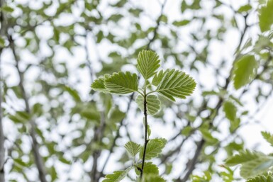 Sorbus intermedia 'Brouwers' haute-tige 12/14