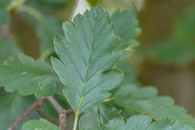 Sorbus intermedia 'Brouwers' haute-tige 12/14