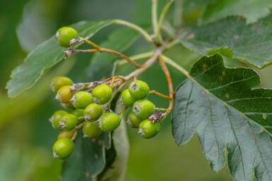 Sorbus intermedia 'Brouwers' haute-tige 12/14