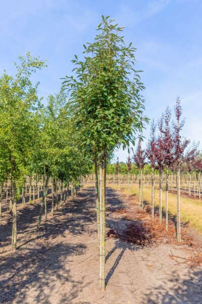 Sorbus x thuringiaca 'Fastigiata' haute-tige
