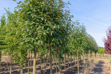 Sorbus x thuringiaca 'Fastigiata' haute-tige