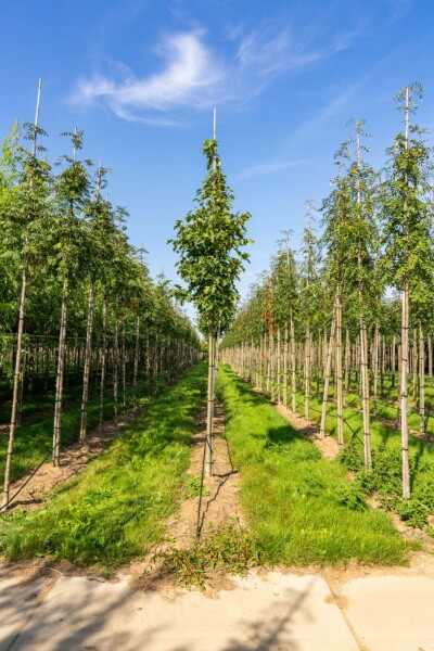 Sorbus torminalis haute-tige 6/8