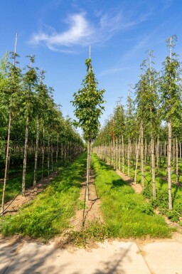 Sorbus torminalis haute-tige 6/8