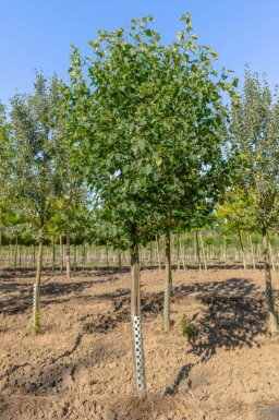 Sorbus torminalis haute-tige 6/8