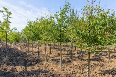 Sorbus torminalis haute-tige 6/8