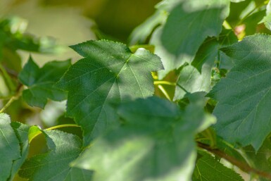 Sorbus torminalis haute-tige 6/8