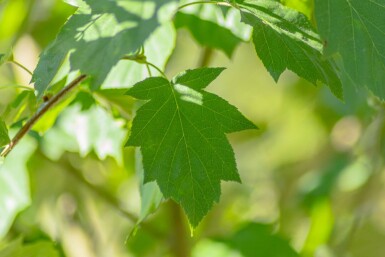 Sorbus torminalis haute-tige 6/8
