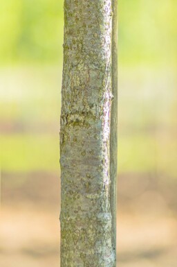 Sorbus torminalis haute-tige 6/8