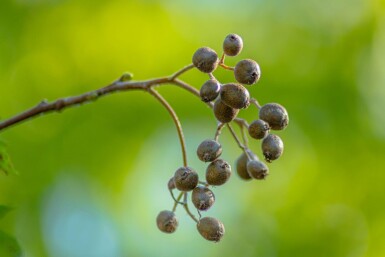 Sorbus torminalis haute-tige 6/8